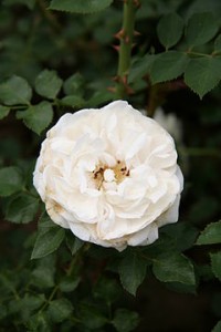 SUSAN (floribunda)